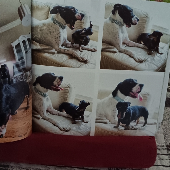 Big Dog, Little Dog Book - Picture 6 of 10